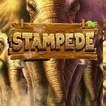 Stampede Stampede