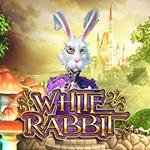 White Rabbit White Rabbit