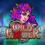 Wild Flower Wild Flower
