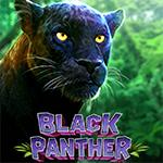 Black Panther Black Panther