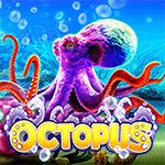 Octopus Octopus