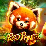 Red Panda Red Panda