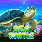 Sea Turtle Sea Turtle