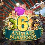 Burmese 6 Animals Burmese 6 Animals