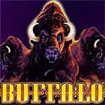 BUFFALO MC BUFFALO MC