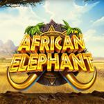 African Elephant African Elephant