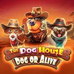 The Dog House - Dog Or Alive The Dog House - Dog Or Alive