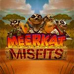 Meerkat Misfits Meerkat Misfits